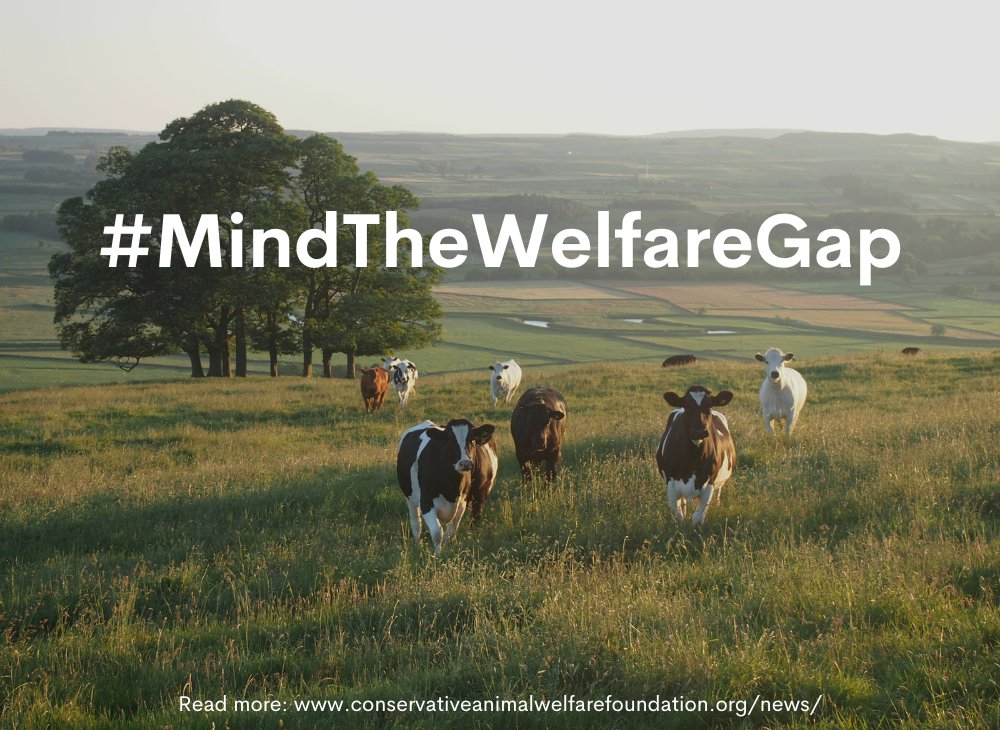 Last year our report by @SteveMcCVet documented the significant gap between what the British public demands as citizens and consumers, and the realities of what they receive via UK farming industry methods of production and practices. Read more: …nservativeanimalwelfarefoundation.org/resources/farm…