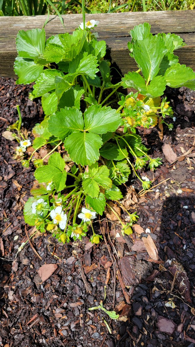 Our strawberry plants came back, and they are starting to grow little strawberries! 🍓  #BeEager #EagerEagles #AltheaHugginsHabitat #schoolgardens @ACPSk12 @JohnAdamsElem