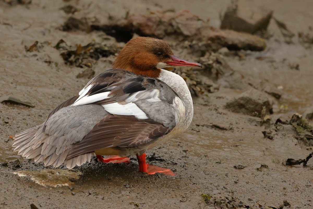 Female Goosander,local patch this am.