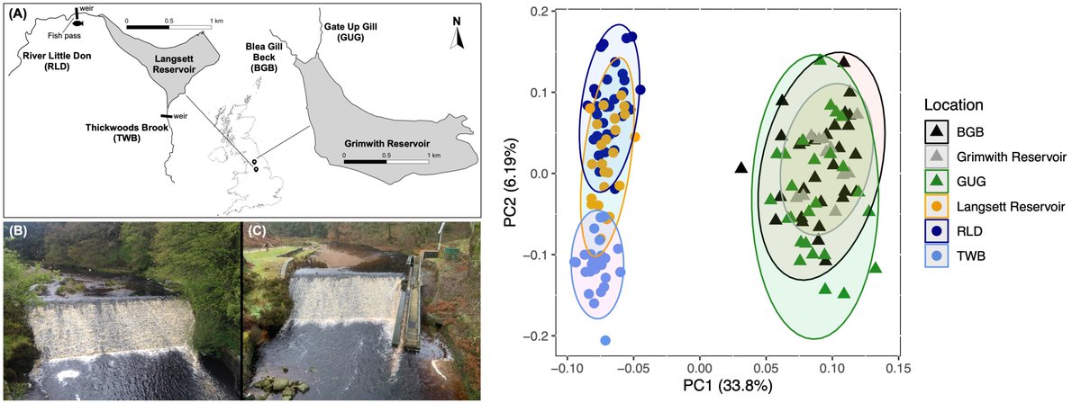 How do approaches to minimize habitat fragmentation like fishways affect genetic population structure? A SNP-based before-and-after control-impact study found that a fishway increased genetic differentiation between brown trout populations by @PMoccetti doi.org/10.1111/eva.13…