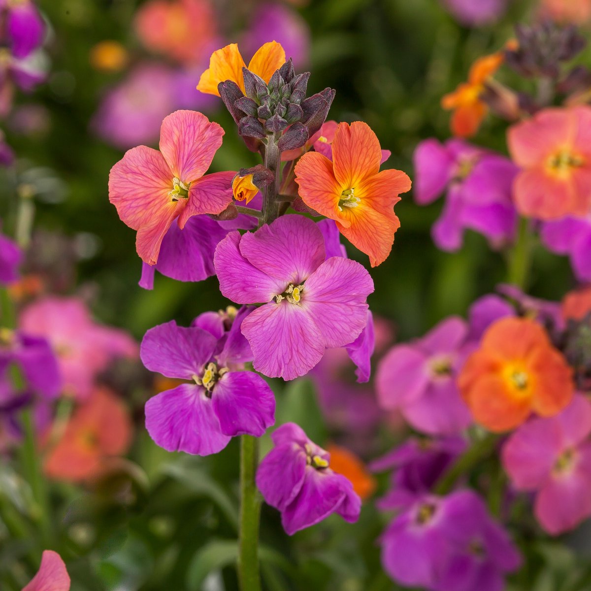 How stunning is this Erysimum Erysistible! This beautiful picture is taken in the backyard of one of our colleagues in France. Erysistible has a wide range of long lasting colour from spring through to Autumn. 

Find out more: bit.ly/3TWdTQO
