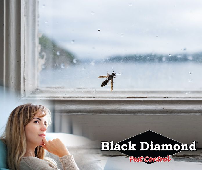 The old superstition goes...If a bee enters your home, it’s a sign that you’ll soon have a visitor. Yeah, I’ll be visited by Black Diamond and if it’s anything other than a honey bee, that sucker’s getting smooshed. 🐝 🏡 
.
.
.
#ThursdayThought #PestControl #877DeadBug