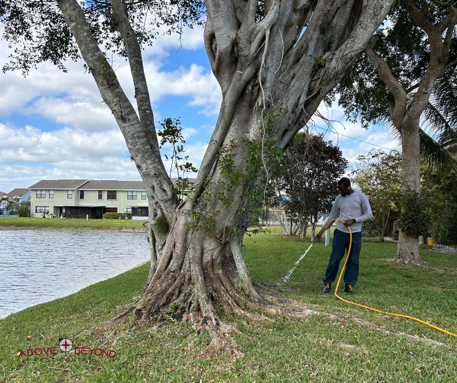 Keeping your backyard maintained is just as important as your front yard! Pests will take any opportunity they get! Call our team to ensure they have no way of them getting that chance. 

🐜Call us at: (561)582-6622🐜

#abpestcontrol #abpest #pests #home #gardenhack #insects