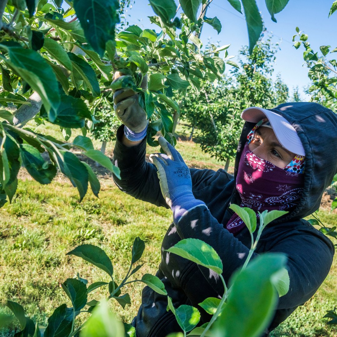 Recent studies estimate female farmworkers face sexual harassment at a rate TWO to THREE times higher than other work sectors. Farmworker women deserve safe working conditions. #farmworkerjustice #sexualassaultawarenessmonth