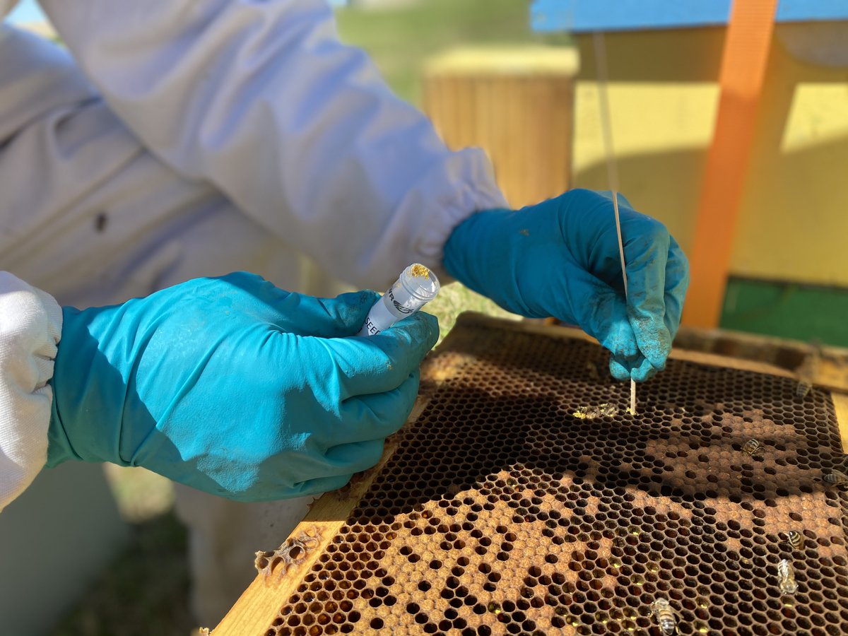 What’s stressing honey bees as they pollinate crops like blueberries and canola? A much more complex web of interacting stressors than previously thought, says @YorkUScience Prof Amro Zayed @AmroYorkU and Postdoc Sarah French @SK_French @BeeCsi @BeesYork bit.ly/442iiGs