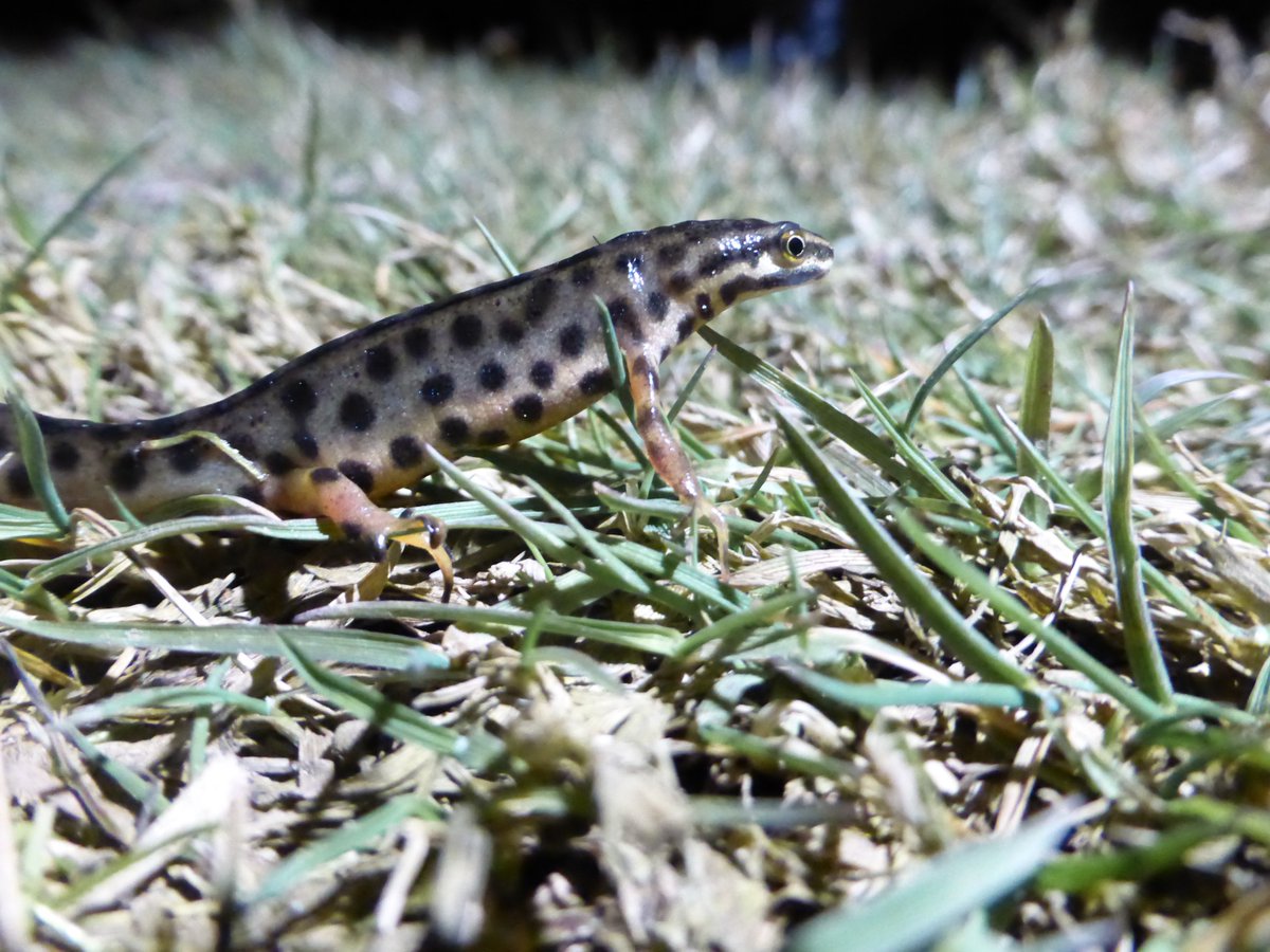 At this time of year you might see some of our native #newt species moving towards their breeding ponds during an evening walk. #DYK the wonderfully fancy-looking male #SmoothNewt can move up to 500m to their breeding ponds, or to colonise new ponds in the area?