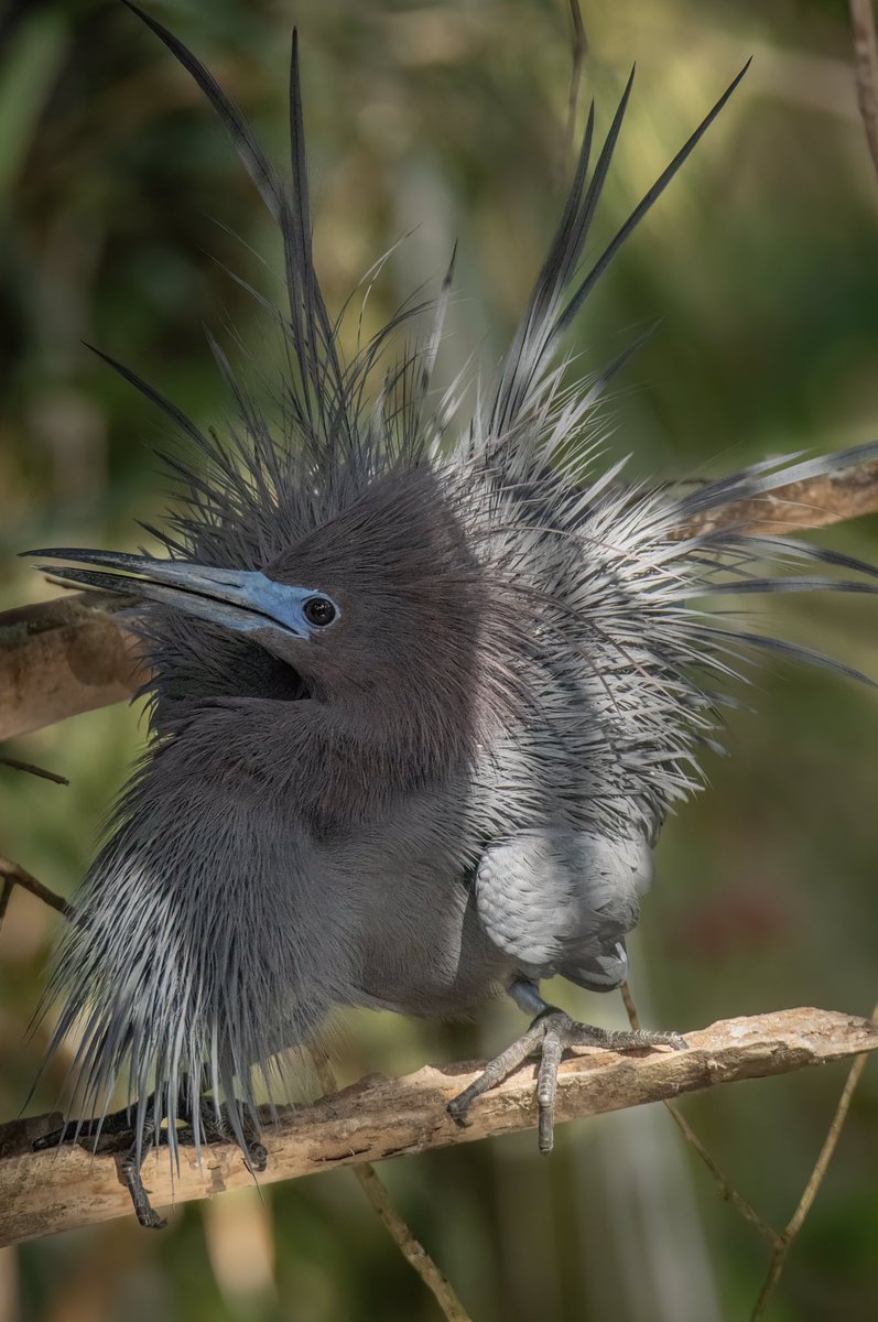 GOOD MORNING #TwitterNatureCommunity 📸🌎 ** Please View Full Screen ** Here’s another image of the Little Blue Heron’s courtships Display to start your Thursday with! #BirdsOfTwitter #BirdTwitter #Birds