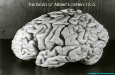 Albert Einstein died on this date April 18 in 1955. Einstein's brain was removed during the autopsy without the family's consent. Photo by T. Harvey. #OTD