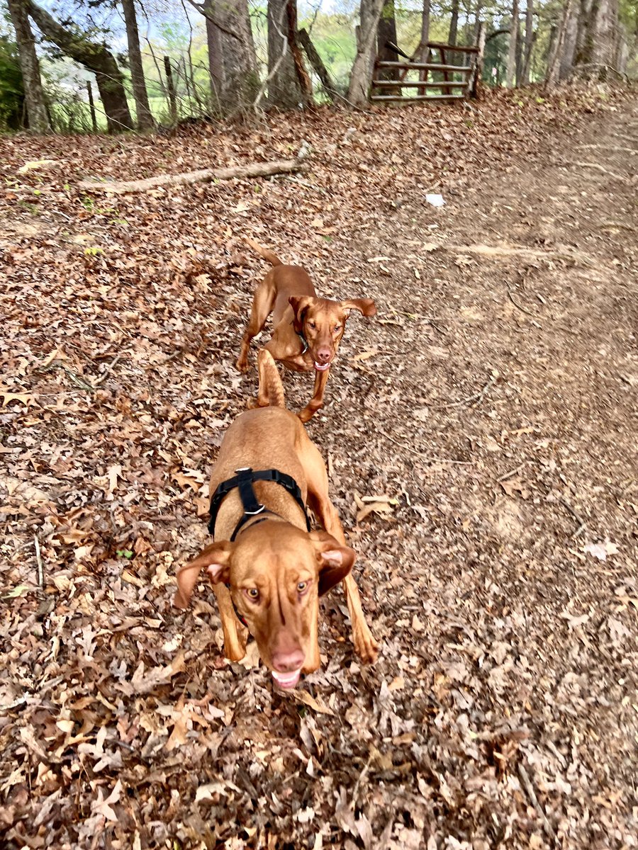 I went hiking with my bestie, Enzo 🐕 🐕 #vizsla