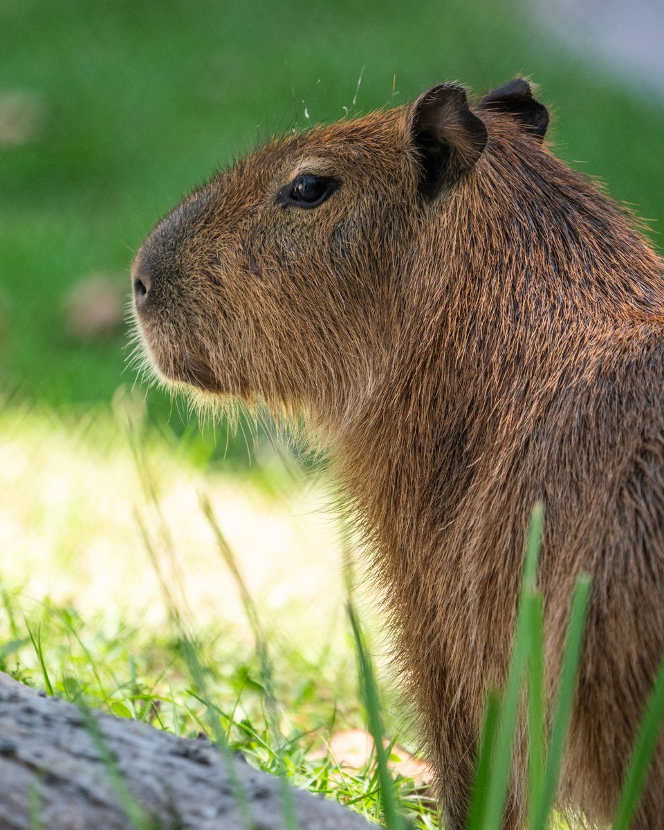Meet our newest capybara, Russet! 👶Age: Only 6 months old 🥔Fun Fact: He was named after the russet potato. 🤎Relationship status: Single and ready to mingle. He will be paired with our capybara sisters, which means our herd could be growing soon!