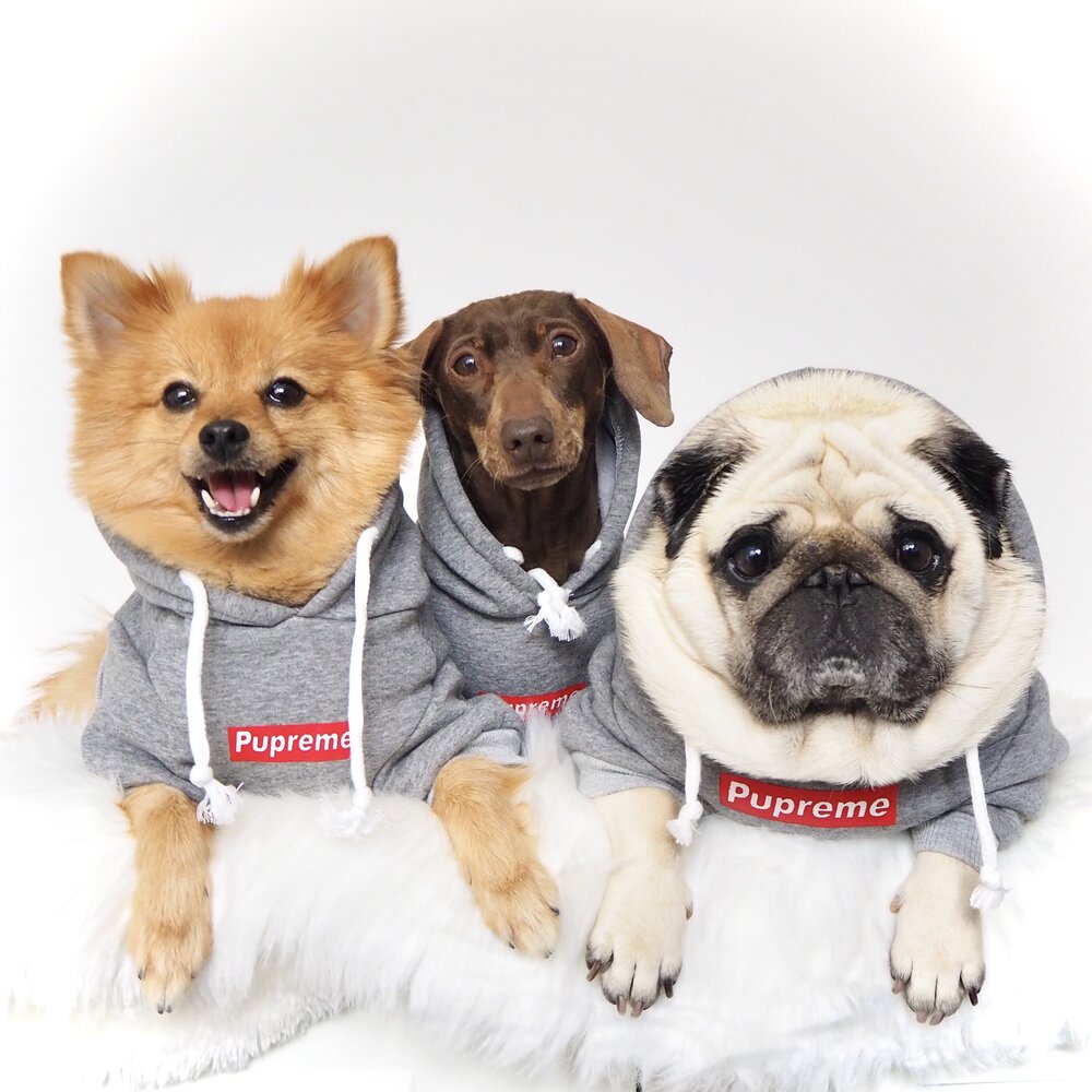 We're the Three Best Friends That Anyone Could Have 🎶

#squadgoals #cutedogsofinstagram #doghoodies #pupreme