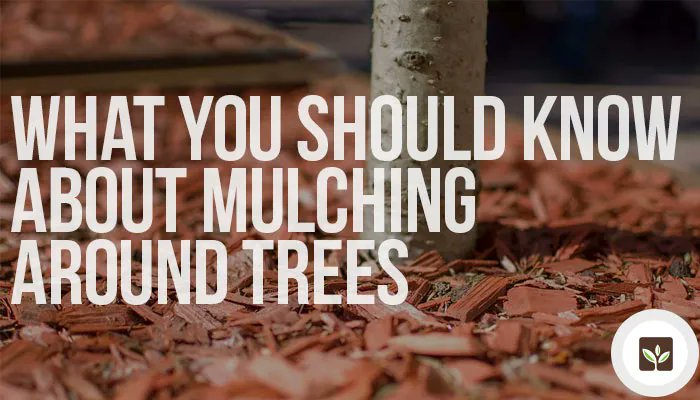 Not sure if you should add mulch around the trees on your property? Mulching around trees can be a good idea, especially with young trees. If it isn't done properly, though, it will do much more harm t...
ayr.app/l/o5iS