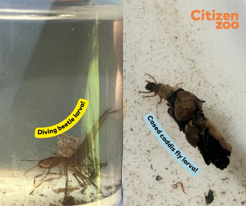 Thanks to the team from @OfficialZSL & our excellent volunteers for joining the 2nd round of freshwater invertebrate surveys at Paradise Fields yesterday 🌿🐚🪳🪱🌊🔬 Loads to learn & ongoing surveys will inform the impacts of our beaver habitat on local biodiversity!🦫💚🌍