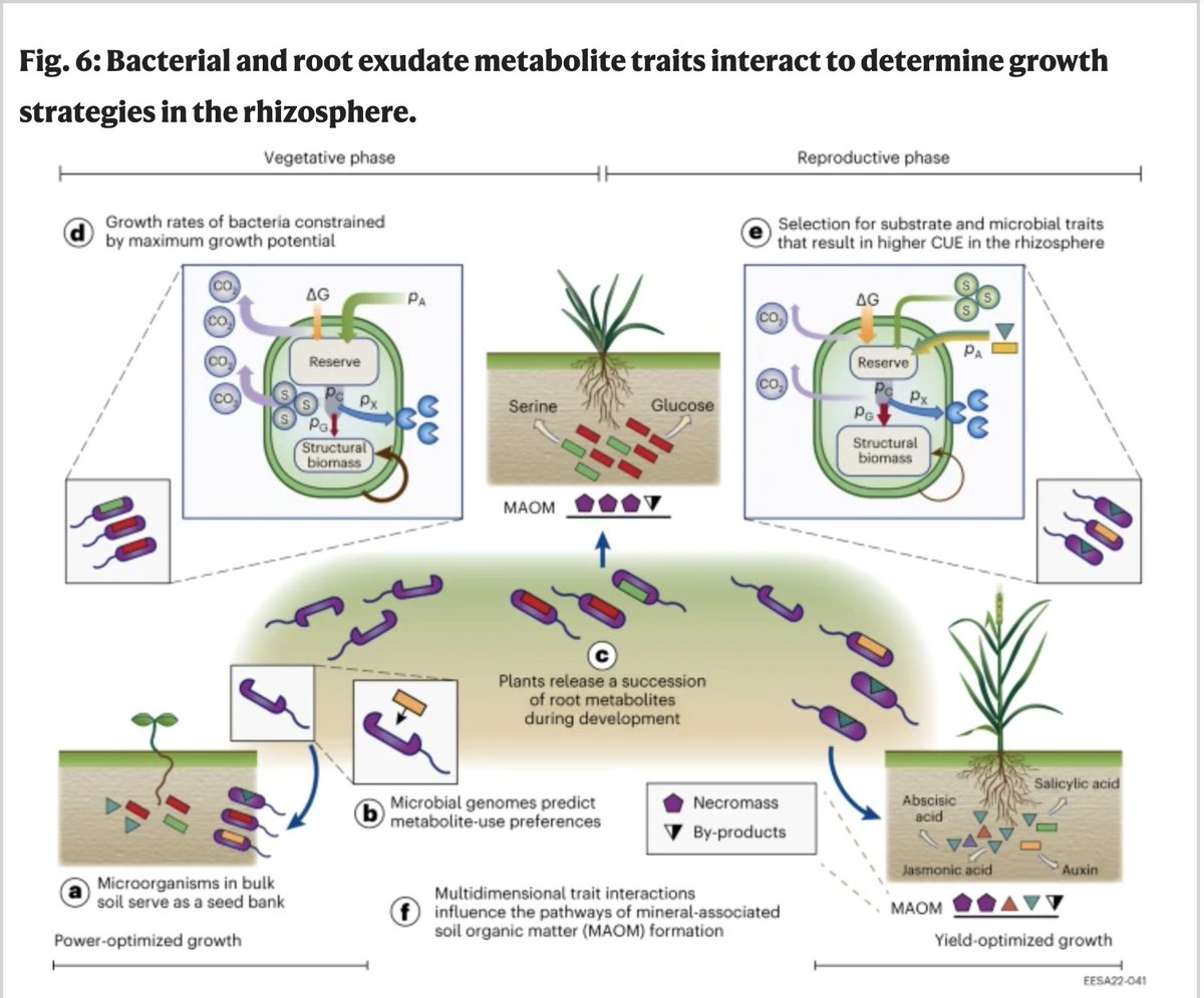 A new climate model that incorporates genetic information from microbes has emerged to help scientists better understand how carbon supplied by plant roots can be stored and preserved 🦠👨‍🔬 Check it out in @nature: bit.ly/4aJgW5u