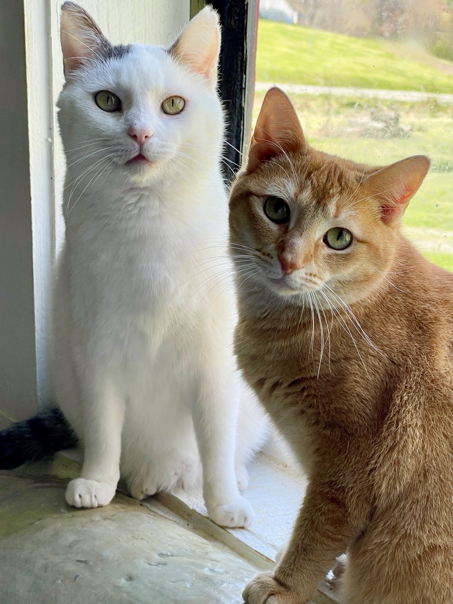 💞Tig & Marigold (bonded) have been w/us 1yr, but that's ok. So scared she ran f/us for many mos, Marigold's now EAGER to greet us!😺 Tig enjoys affection. They're ready for a 🏡or can stay as long as needed. Our #cats are ALWAYS safe here. #va #dc #virginia #thursday #pets #love