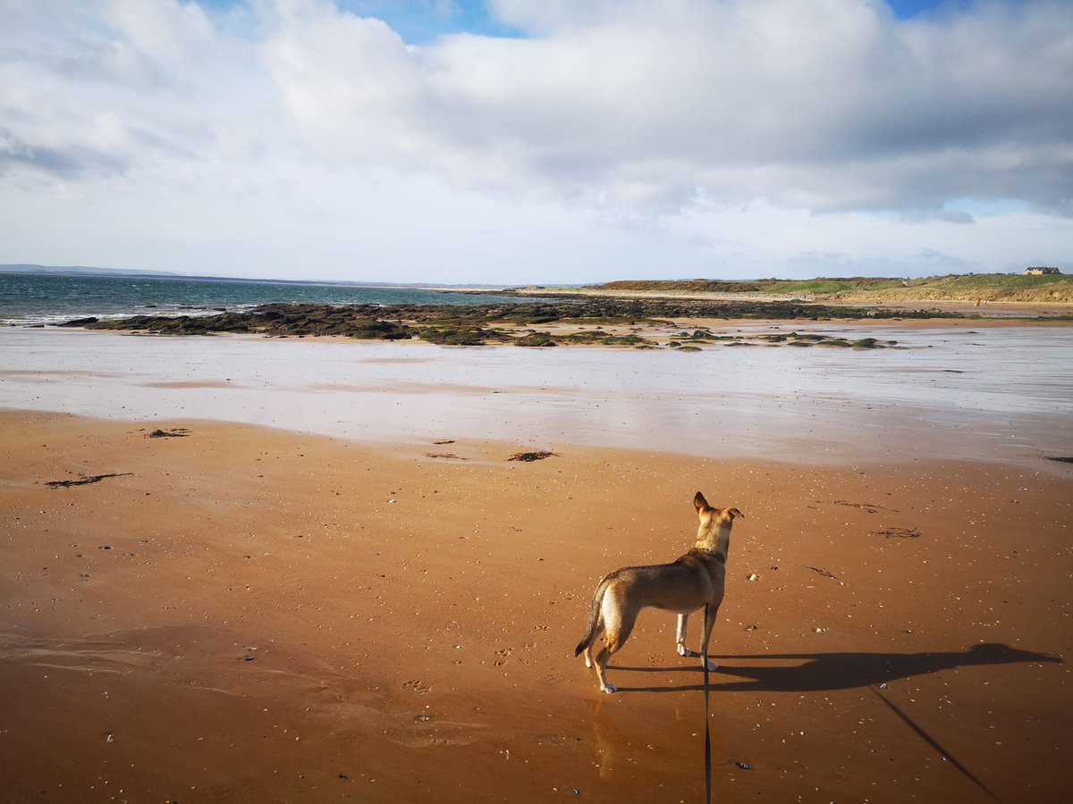 silver_pillows tweet media