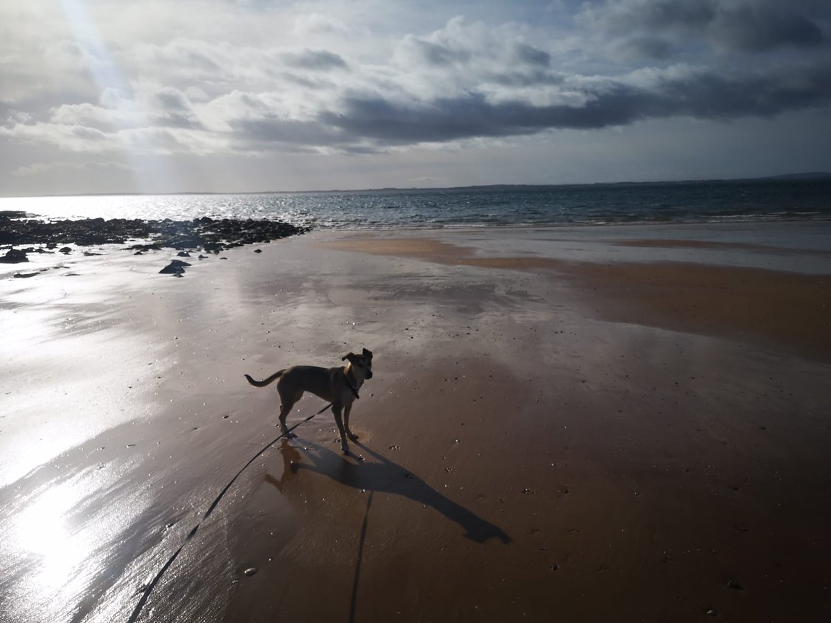 silver_pillows tweet media