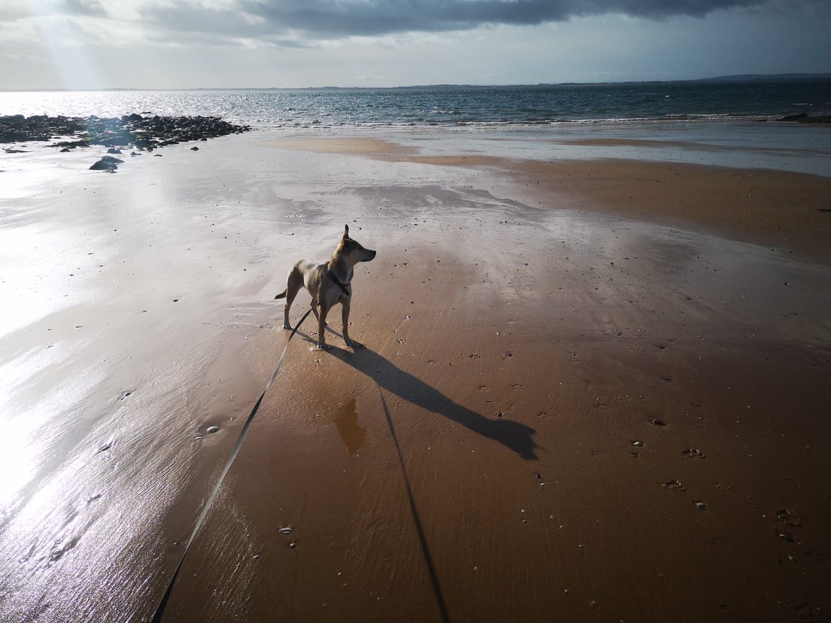 silver_pillows tweet media