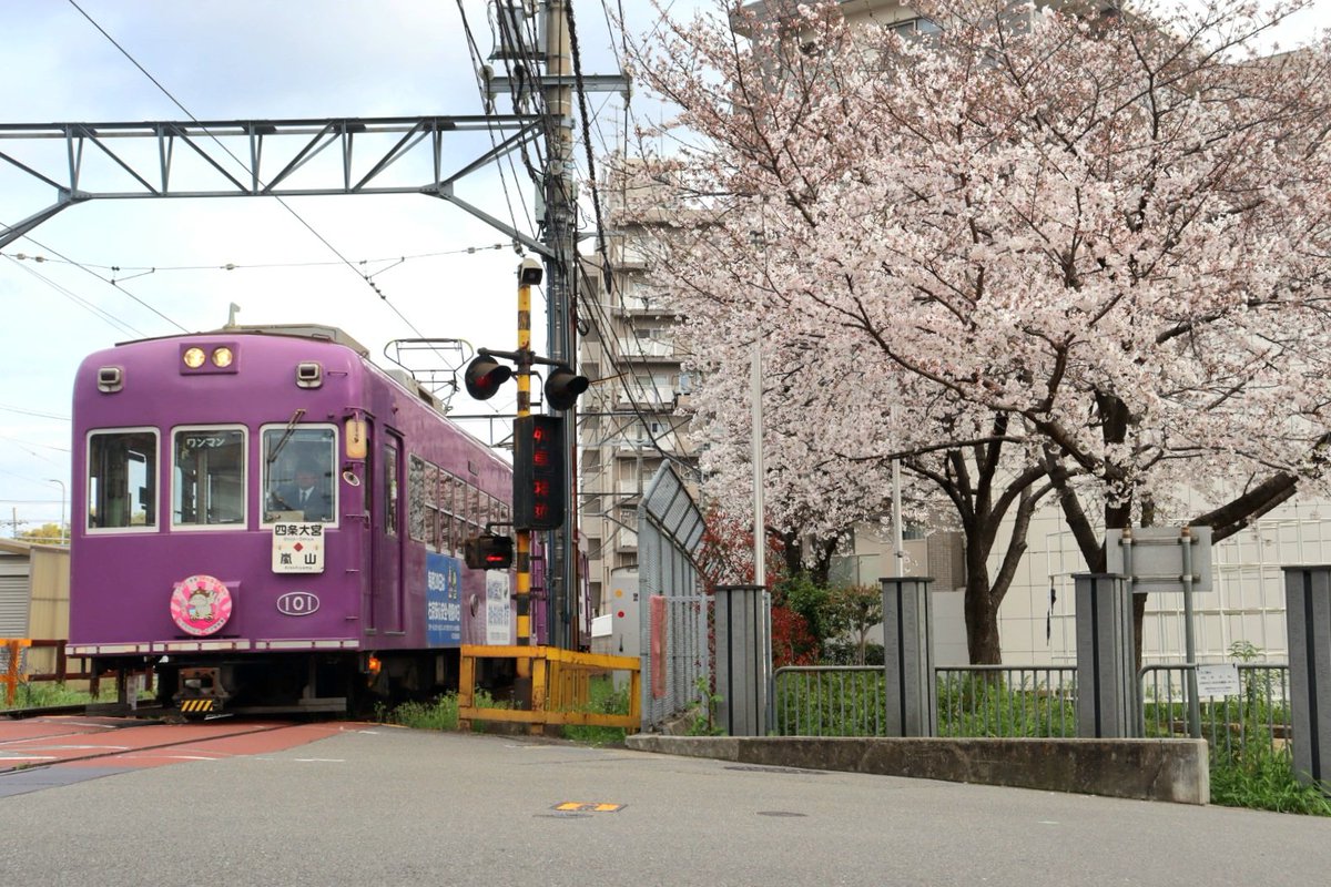 桜と嵐電