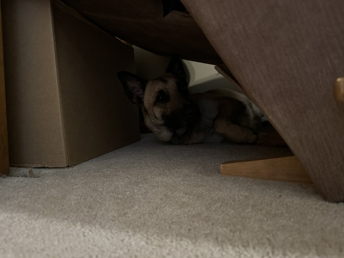 I thought Baelish snuck out of my office when I wasn’t looking. Belgian Malinois are usually pretty sneaky. 😏 but it turns out he just turned the @lazboy into his own personal fort.