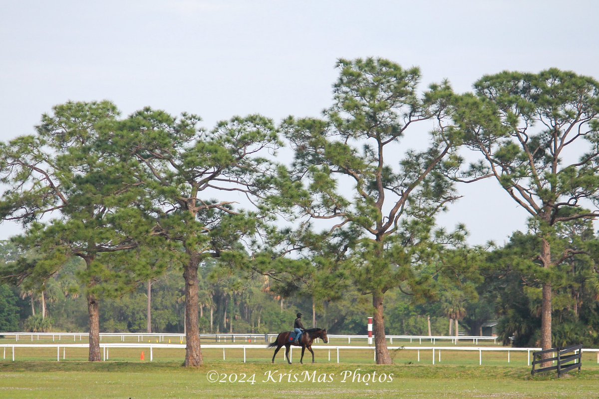 KrisMasPhotos's tweet photo. @payson_park @RogerAttfield1  #KrisMasPhotos #horseracing #thoroughbredracing #equinephotography #canonphotography https://t.co/uiAwZKBTgB