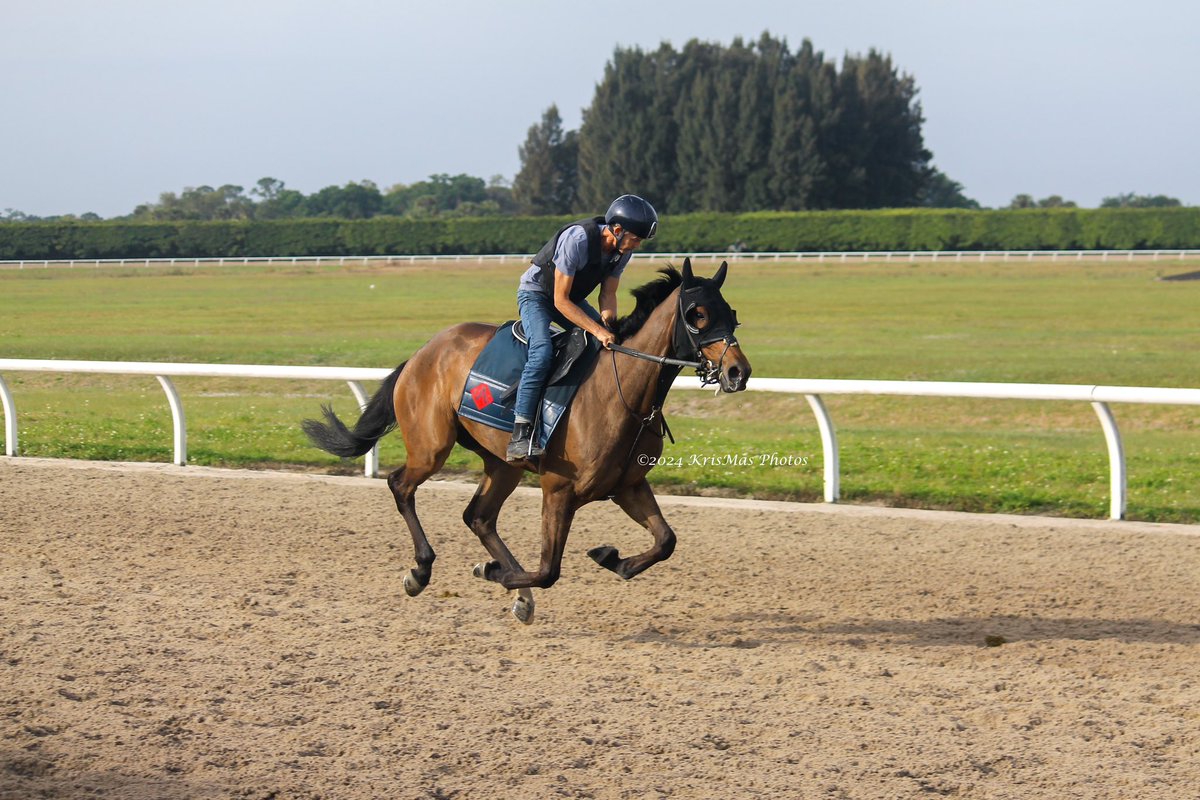 KrisMasPhotos's tweet photo. @payson_park @RogerAttfield1  #KrisMasPhotos #horseracing #thoroughbredracing #equinephotography #canonphotography https://t.co/uiAwZKBTgB