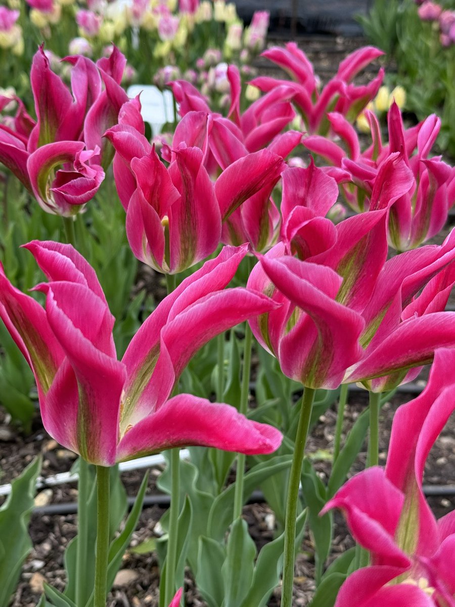 More Tulip 🌷 spam! #GardeningTwitter #GardeningX