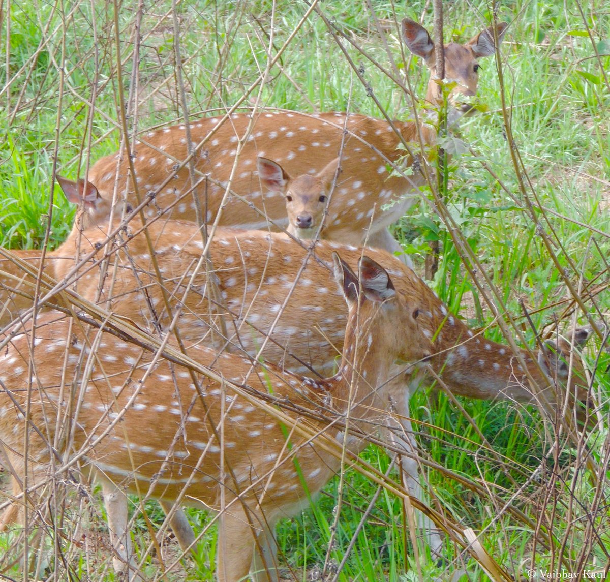 The gentlest ones