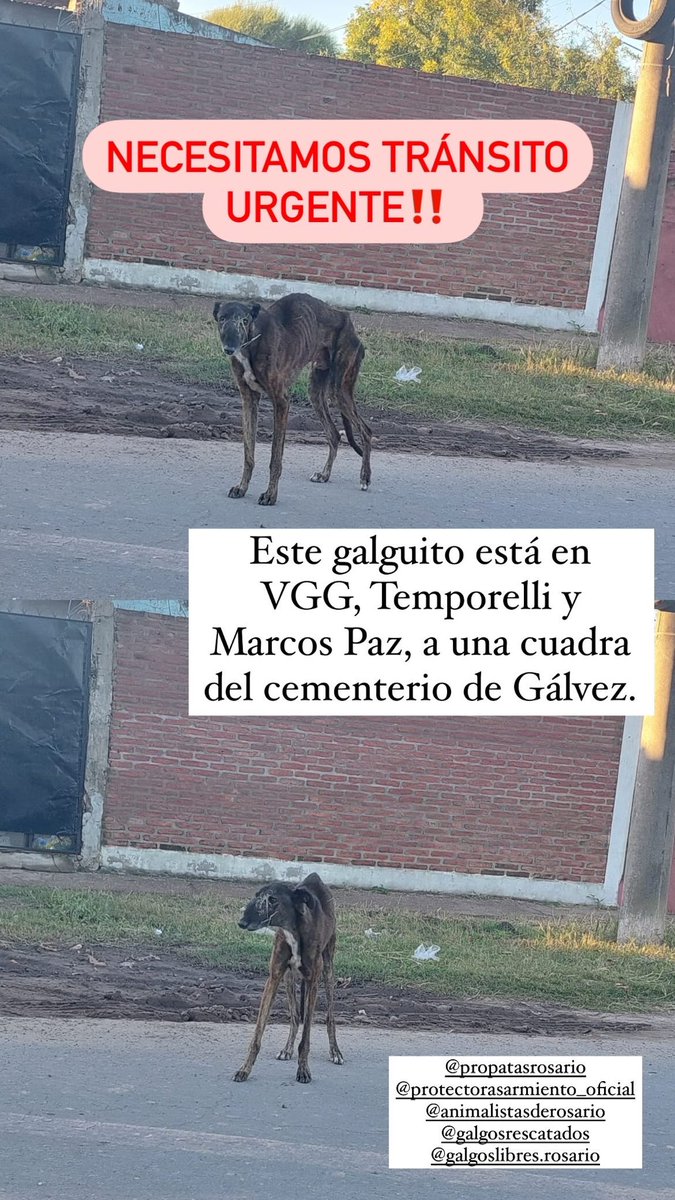 RochiArribere's tweet photo. NECESITO AYUDA PARA ESTE PERRITO! Está en Gálvez. Duerme en una zanja todas las noches 😞 https://t.co/rXk5pczAcW