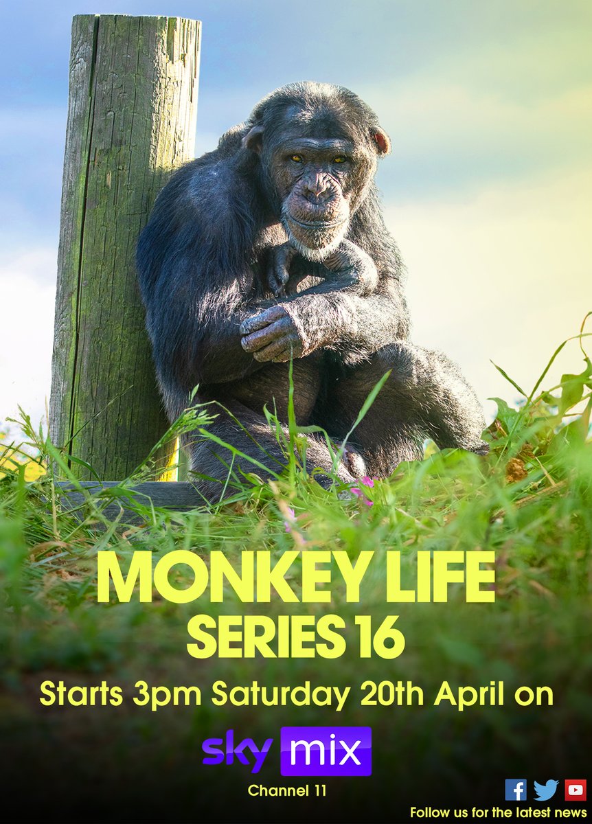Primate_Planet's tweet photo. Don't forget, Monkey Life series 16 airing on Sky Mix from this Saturday! https://t.co/DeETxFhQCw