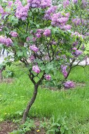 Lilac in the garden....