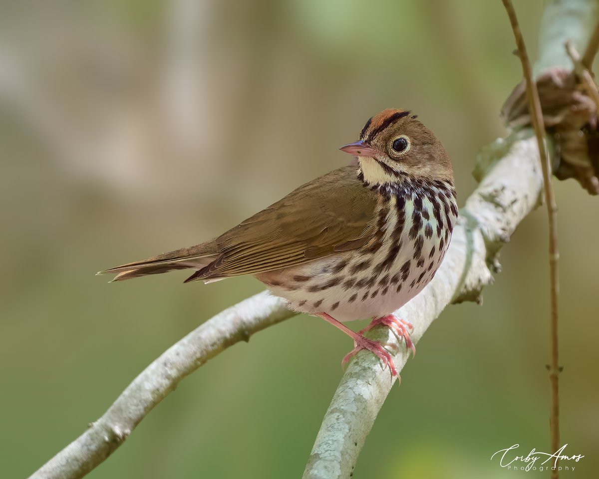 Ovenbird. A Warbler that builds a pizza oven looking next on the forest floor.
.
ko-fi.com/corbyamos
.
linktr.ee/corbyamos
.
#birdphotography #birdwatching #BirdTwitter #twitterbirds #birdpics #BirdsofTwitter