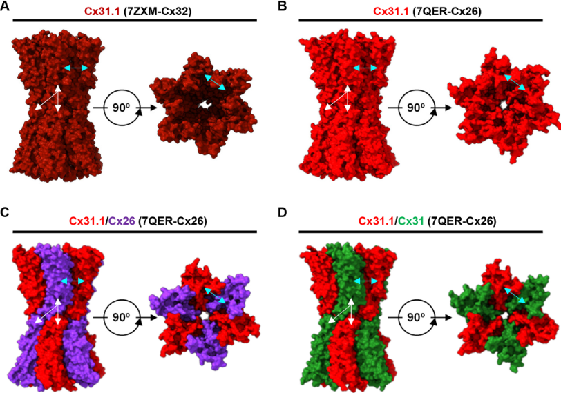Stephanie Leighton @stephLeighton_, Dale Laird and colleagues find that Cx31.1 can selectively intermix with co-expressed connexins to facilitate its assembly into gap junctions.
#OpenAccess #ReadandPublish
journals.biologists.com/jcs/article/13…