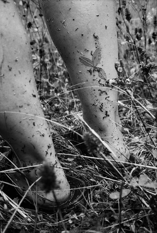 literland tweet media