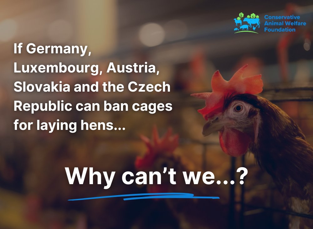 Many countries have legislated to ban cages for laying hens, so why can't the UK? We are campaigning to see a Call for Evidence on ending cages for laying hens -promised in 2022 by @DefraGovUK- as soon as possible 🐔