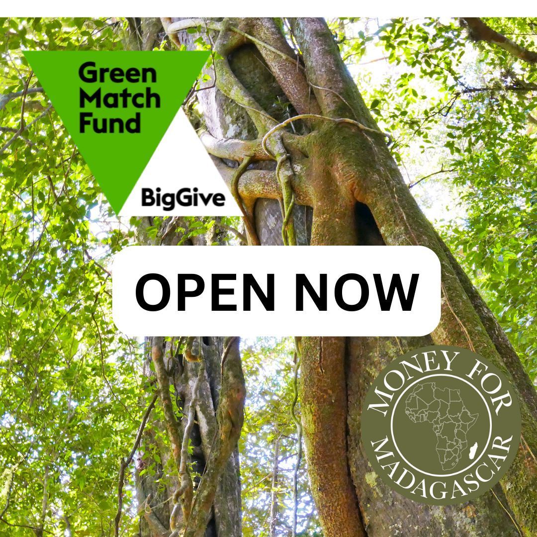 The Green Match Fund is NOW open. Double your impact, and support our resilient forests and livelihoods campaign today. 🌱 buff.ly/4cXrDmZ #environment #environmentalcharity #madagascar #greenfund #greenmatchfund #biggive #donate #fundraiser