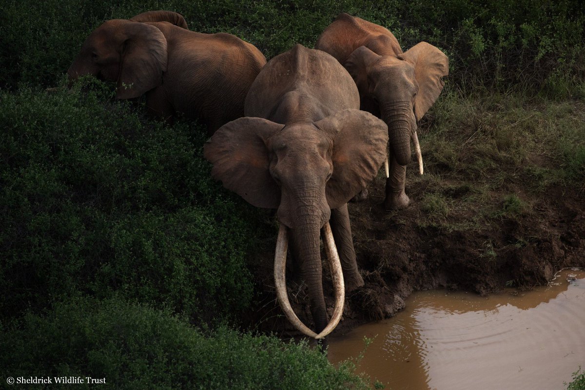 From elusive big cats to hopeful horizons & impressive tuskers: we’ve handpicked some of our favourite images from our aerial patrols over Tsavo. Which is your favourite? 

Learn how we are conserving wildlife from the skies in our latest aerial report: sheldrickwildlifetrust.org/news/aerial/fe…