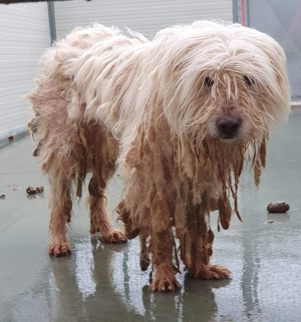 CANE DI PROPRIETÀ SI TROVA A CAMPOBASSO  LASCIATO DA 4
ANNI NEL PIÙ ASSOLUTO ABBANDONO. LA VOLONTARIA  ASPETTA CHE UGO GLI VENGA CONSEGNATO E DOPO  PROCEDERÀ ALLA SOLITA PRASSI E CERCHERÀ  UNA ADOZIONE CHE RIPAGHI UGO  DELL'INDIFFERENZA DELLA FAMIGLIA. 
GIGLIOLA 3939122556💔🐞🙏