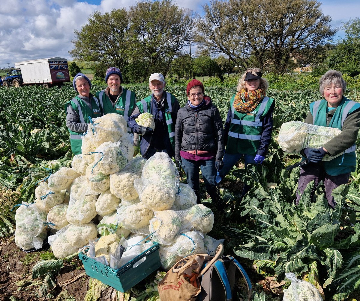Glean of the giant cauliflowers - nearly 450kilos collected and distributed to local food charities today. Thank to our volunteers & to farmer Geoff for hosting us at Haine #DealWithIt #Gleaning @PerfectPlaceCIC @supportbechange @SocEntKent @Deal_Foodbank @DoverPantry @DoverDC