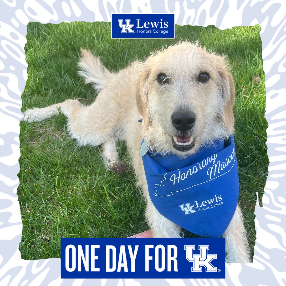Enter the Cats and Critters Challenge to help earn the Lewis Honors College $200 towards One Day for UK. Post your favorite photo of your pet in UK gear to Instagram, X (Twitter), or Facebook today before 8 PM. Include the hashtag #OneDayforUK and tag @ukyhonors.