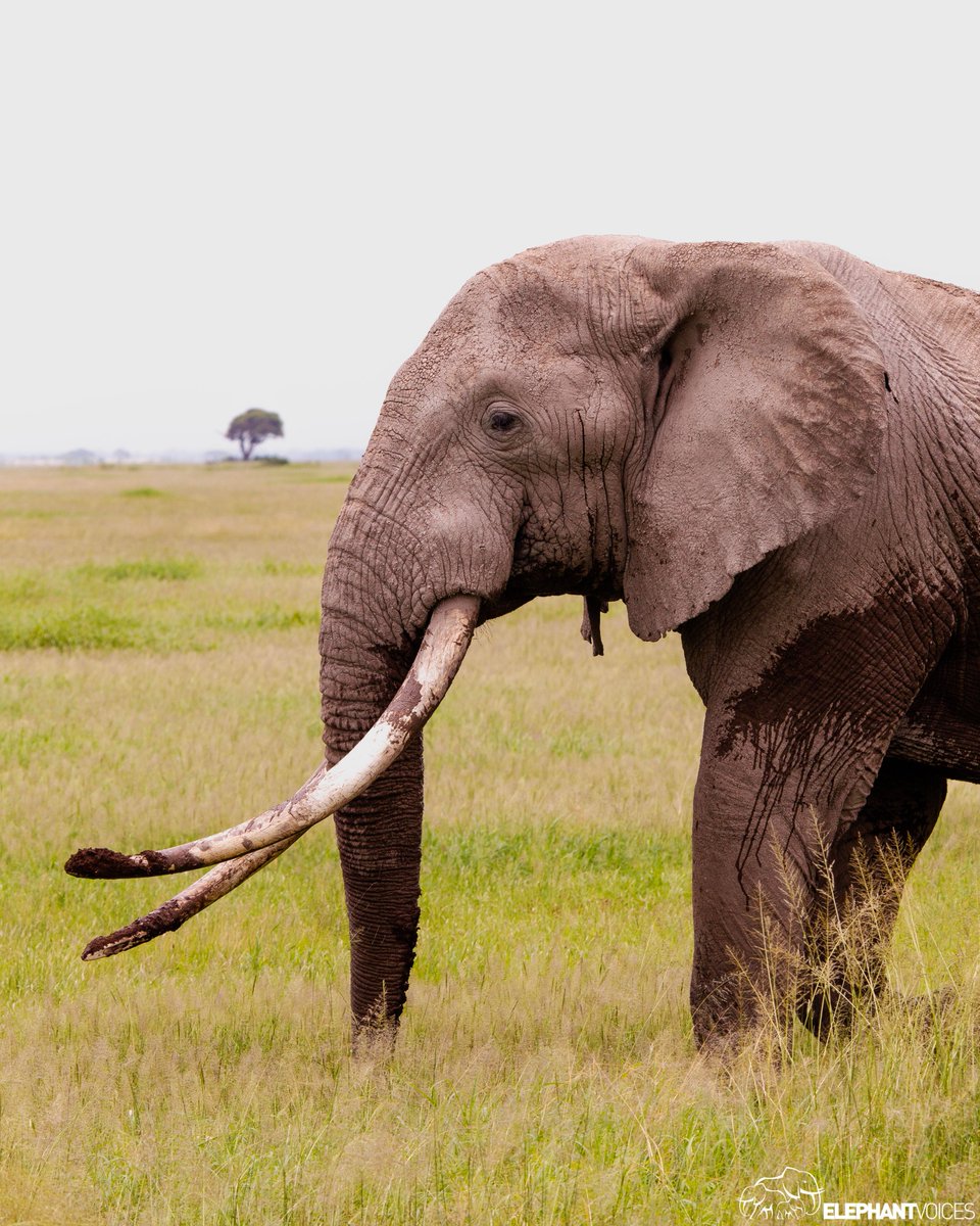 Well, well, well…someone has clearly been tusking the ground. Tusk-Ground: Bending or kneeling down and tusking the ground and, often, uplifting clods of soil and vegetation. When elephants engage in Mud-Wallowing they often Tusk-Ground. Learn more: bit.ly/TEE-Tusk-Ground