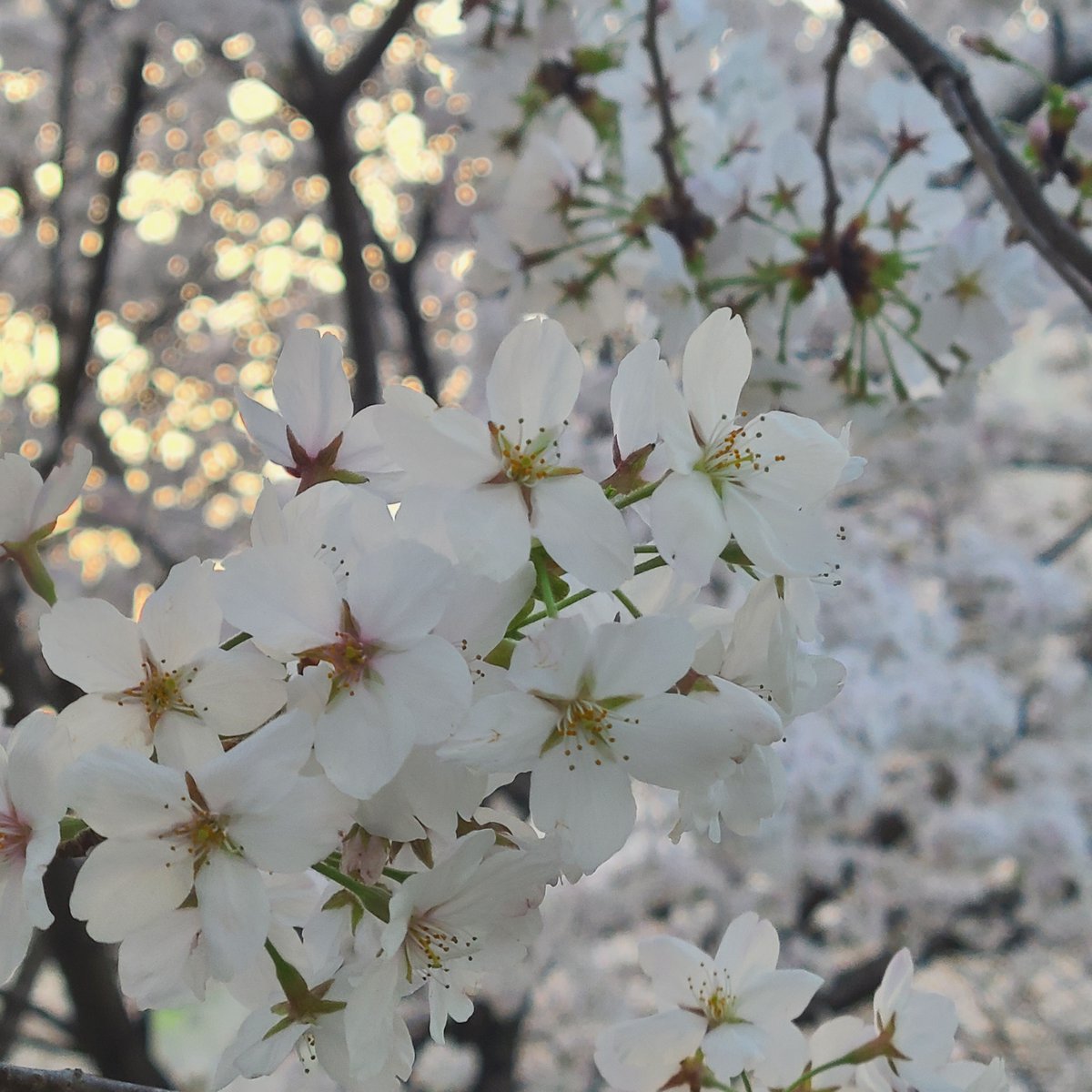 GoWithGuide's tweet image. Where in the world is #gowithguide today? We’re in #kyoto with expert guide &amp;amp; nature and outdoor lover Kanae O. &amp;amp; traveler Corey W. whose tour was a “Fantastic Kyoto Intro”. Photo Credits: Corey W. (traveler) &amp;amp; Kanae O. (tour guide) check her out here! gowithguide.com/supplier/46547