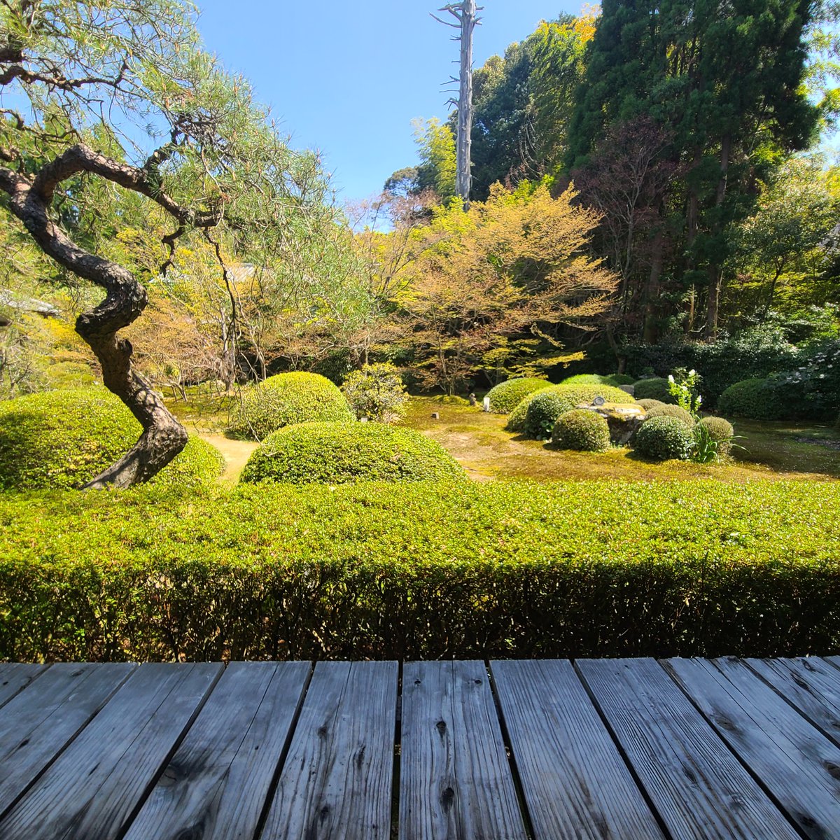 GoWithGuide's tweet image. Where in the world is #gowithguide today? We’re in #kyoto with expert guide &amp;amp; nature and outdoor lover Kanae O. &amp;amp; traveler Corey W. whose tour was a “Fantastic Kyoto Intro”. Photo Credits: Corey W. (traveler) &amp;amp; Kanae O. (tour guide) check her out here! gowithguide.com/supplier/46547