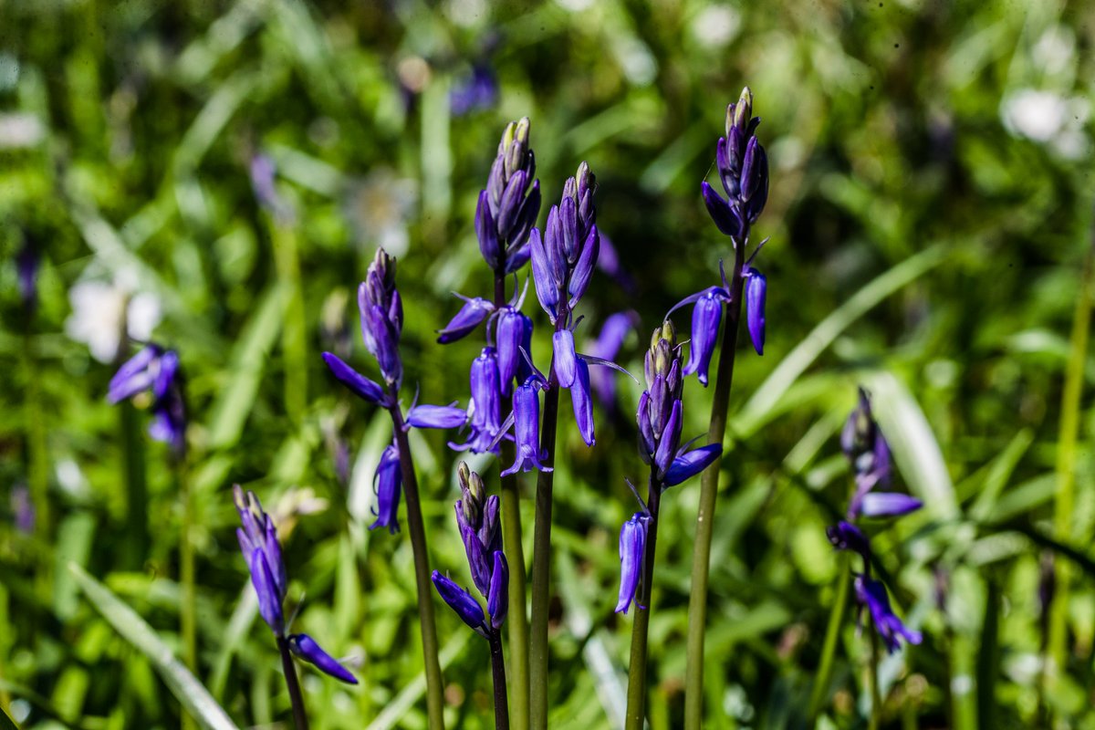 Swathes of #Bluebells are now flowering across the arboretum.🪻 The English Bluebell is one of our favourite wildflowers. #DYK The English bluebell is protected under the Wildlife and Countryside Act 1981. #SpringatWestonbirt #flowers