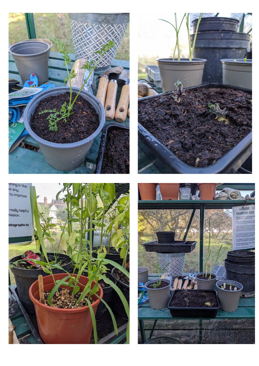 Churchill Library tweet media