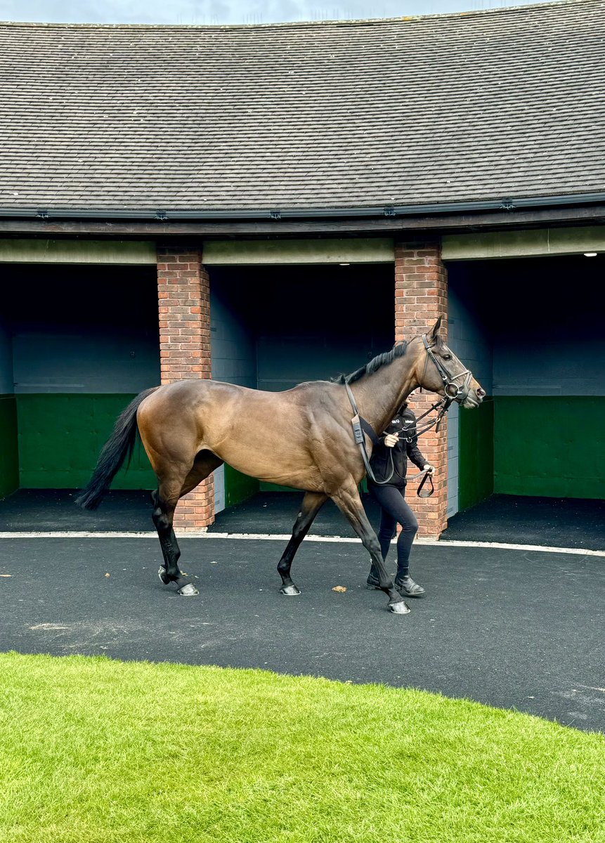 Cottie ready to go in the pre-parade ring at @CheltenhamRaces 💜 @DSkeltonRacing