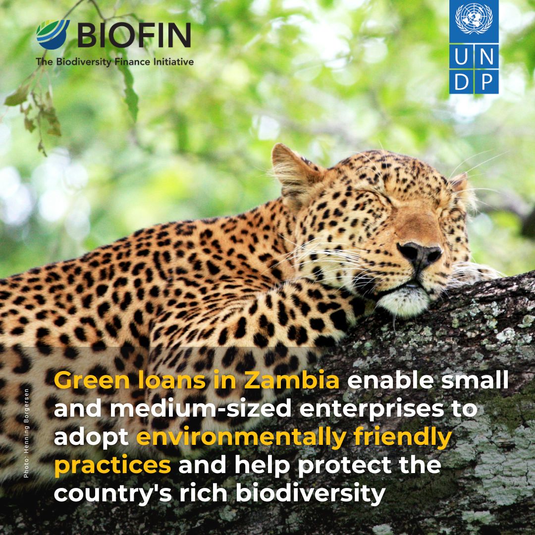 .@BankofZambia is championing #biodiversity in Zambia's financial sector by adopting green loan guidelines. This move isn't just about economic growth but preserving #Zambia's rich ecosystems. Learn how green loans empower SMEs & drive a green shift in 🇿🇲 biofin.org/news-and-media…