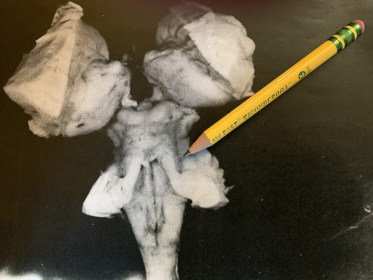 How to dissect a genius (brain) pre-connectome
Harvey improvised based on The Isocortex of Man &  his mentor Fritz Lewy
Altho WM tracts were on the neuropath radar as you point out w/Klingler, Harvey focused on E's cortex but he could dissect tracts (E's sup cerebellar peduncle?)