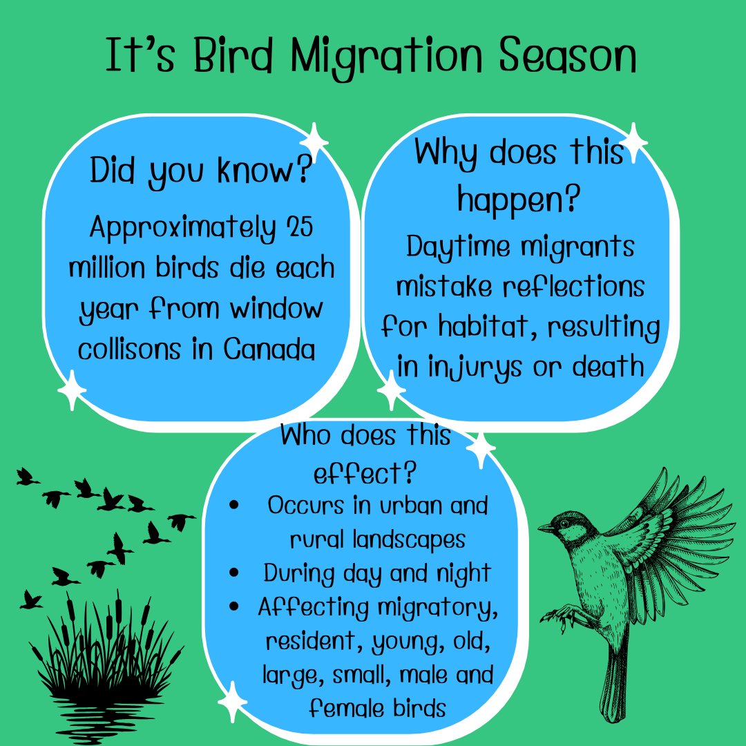 secondmarsh's tweet image. Did you know that every year in Canada as many as 16 to 42 million birds are injured or killed by flying into glass windows? Learn more from our posters. 
#EarthMonth #FightClimateChange #LoveTheMarsh #Oshawa #SecondMarsh #NaturalHeritage #CulturalHeritage #OntarioWetlands
