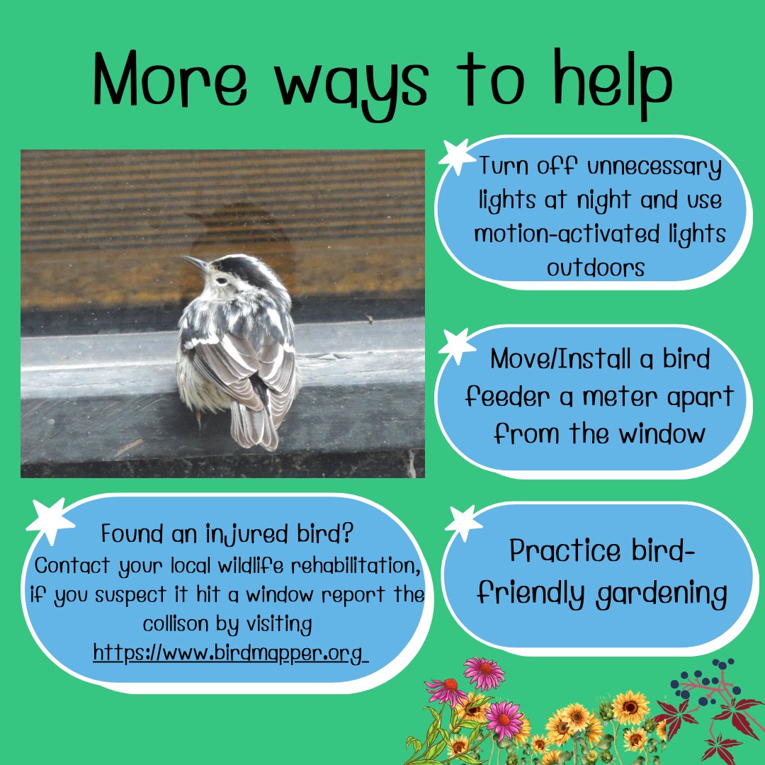 Did you know that every year in Canada as many as 16 to 42 million birds are injured or killed by flying into glass windows? Learn more from our posters. 
#EarthMonth #FightClimateChange #LoveTheMarsh #Oshawa #SecondMarsh #NaturalHeritage #CulturalHeritage #OntarioWetlands